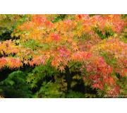 Acer Japonico